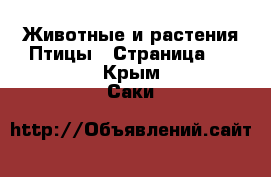 Животные и растения Птицы - Страница 2 . Крым,Саки